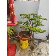 Podocarpus macrophyllus 罗汉松 pokok hidup hiasan rumah luar live outdoor house plant