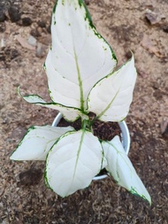 Aglaonema Super White (Live Collector's Plant - 4 to 7 Leaves) with FREE garden soil, plastic pot and marble chip pebbles