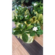 kembang cina @ gardenia augusta