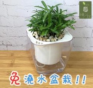 【小品文化】羅漢松【現貨】4吋透明懶人盆栽 加水更方便 觀葉植物 室內植物 自動吸水 水培 花盆 居家辦公盆花 種子