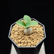 SG2777-稀有龍卵窟優選株🔥多肉植物小盆栽禮物🔥