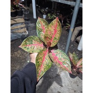 Aglaonema Tiara