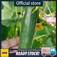 5 pcs benih timun Jepun cucumber seed benih sayur murah veggie seed plants seed sushi salad ulam ran