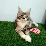 kucing MaineCoon Betina Asli. line Ped CFA GARANSI KEASLIANNYA