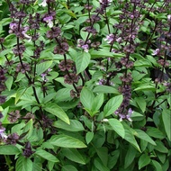 Thai Basil Seeds,Thai Tulasi