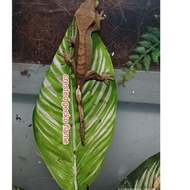 Crested Gecko