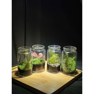 Combo of 4 Terrarium jars with cork lids and feng shui stones, a meaningful gift for relatives and f