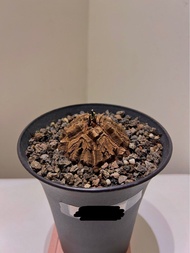 南非龜甲龍 塊根植物 室內植物