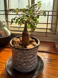 Pachycormus discolor象之木，彩葉漆樹，塊根植物，多肉植物