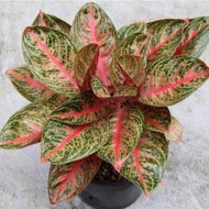 Bibit tanaman hias daun aglaonema tiara