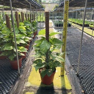 TKL - Epipremnum Aureum Stand Money Plant Var/ Njoy / Money Plant Green 黄金葛柱装/白金葛柱装/绿萝柱装