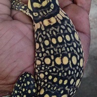 varanus salvator sumbawa