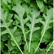 20231000 + ARUGULA SEEDS ROCKET | Eruca sativa VEGETABLE SEEDS,Microgreens,Heirloom