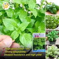 โหระพาอิตาเลี่ยน โหระพาฝรั่ง เบซิลใบใหญ่ เมล็ดพันธุ์ Italian Basil Plant Seeds Herb Seeds Vegetable 