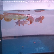 Ikan Arwana Golden Red