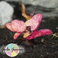 ((premium)) Tiger Lotus Mini Wabikusa Tanaman Air Hiasan Aquarium Ikan Aquascape
