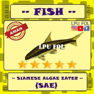 Ikan Siamese Algae Eater - SAE pembersih alga aquascape