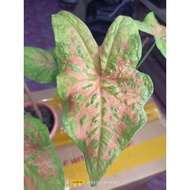 Keladi Rama Rama / Caladium Butterfly