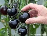 2026種子-黒珍珠蕃茄/包郵/blackberry tomato seeds