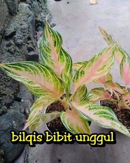 Bibit Bunga Aglonema Sanset-Sunset Bilqis Bibit Unggul