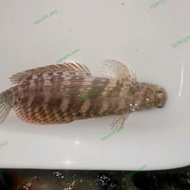 Jabing Glodok