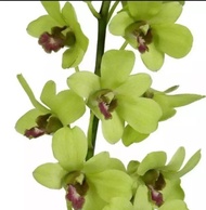 Anggrek dendrobium dewasa bunga hijau