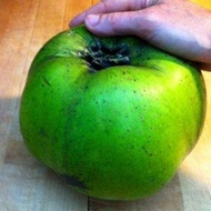 GIANT BLACK SAPOTE /Pokok Black sapote Buah Besar