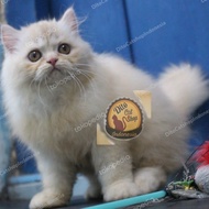 Kucing Anggora Persia Himalaya Ragdoll Munchkin Peaknose