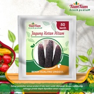 Benih Jagung Ketan Hitam kemasan 50 biji benih jagung pulut