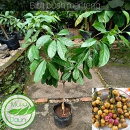 Bibit tanaman menteng/Pohon buah menteng/Jumbo/Bencoy/Rambe/Rambai