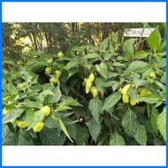 ◕ ➴ ═ Habanero Plant Habanero Chili