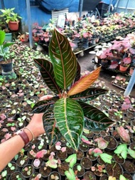 Tanaman Hias Aglaonema BLACK OF SUMATRA