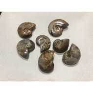 Natural ammonite fossil