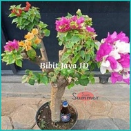 Bibit Bunga Kertas Cantik - Pohon Bougenville 5 Warna Berkualitas