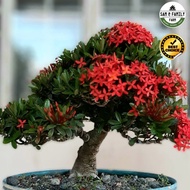 Benih Keratan Batang Pokok Bunga Ixora Merah / Bunga Siantan / Pokok Jejarum