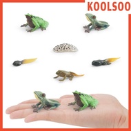 [Koolsoo] Life Cycle of Frog Toys Teaching Aids Realistic Animal Growth Cycle Figures