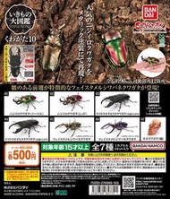 GASHAPON 鍬形蟲 甲蟲扭蛋 環保扭蛋 昆蟲 圖鑑超擬真 10 Online 限定