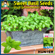 Benih Biji Selasih Sweet Basil Seeds Herbs Seeds for Planting Vegetables (250 Seed) Fresh Organic Ba
