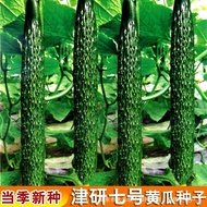 Jinyan No. 7 Cucumber Seeds Green Heart Secret Tattoo Cucumber Seeds Four Seasons Vegetable Seeds Dr