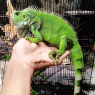 PROMO iguana green Jinak dr anakan Jantan Tulen