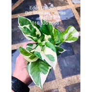 Pothos Njoy Plants ( 萬年青 )