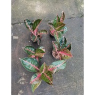 Aglaonema Adelia Promo #Gratisongkir #Sale #Discount