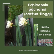 Cactus tinggi (Echinopsis Pachanoi)