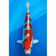 Ikan Hias Koi Kujaku Import Size 20Cm Yowyagrosir