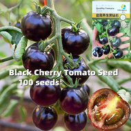 เมล็ดพันธุ์ มะเขือเทศ Tomato Seed - เมล็ดพันธุ์ มะเขือเทศเชอรี่ สีเหลือง เมล็ดพันธุ์มะเขือเทศเชอรี่ สีดำ High Yield Cherry Tomato Seed Organic Vegetable Seeds for Planting Bonsai Fruit Seeds Vegetable Plants Seeds เมล็ดพันธุ์ผลไม้ เมล็ดพันธุ์ผัก ต้นไม้