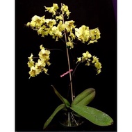 [ F.💚Species ] Phalaenopsis stuartiana var. nobilis - Orchid Seedling