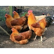 TELUR FERTIL AYAM MERAWANG MULTIGUNA INDUKAN TERSELEKSI UNTUK DI TETASKAN