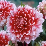 Dahlia Planting Ball Dahlia Seedling Sweet Potato Flower Seed Ball Root Flower Courtyard Planting Po