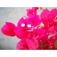 Pink Bougainvillea Plant with FREE plastic pot and garden soil (plant for outdoor and limited stock 