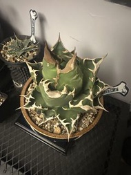白火焰龍舌蘭